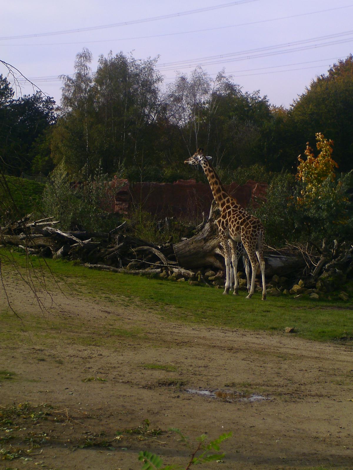 Zoom 18.10.08-110.jpg